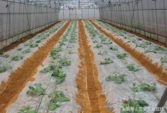 建个种植大棚要多少钱,盖个蔬菜大棚一亩要多少钱