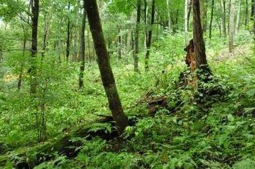 买人参科普,网上买的干人参应该关注哪几点