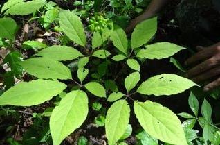 买人参科普,网上买的干人参应该关注哪几点