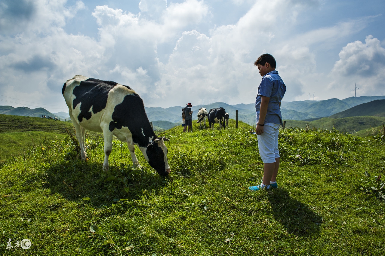 养牛的特殊方法,家里养牛怎么养