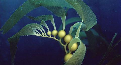 通经络降三高的食物,降三高最佳食物