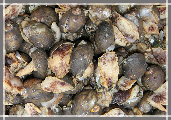 假鲍鱼真海鲜这么多年都误会了