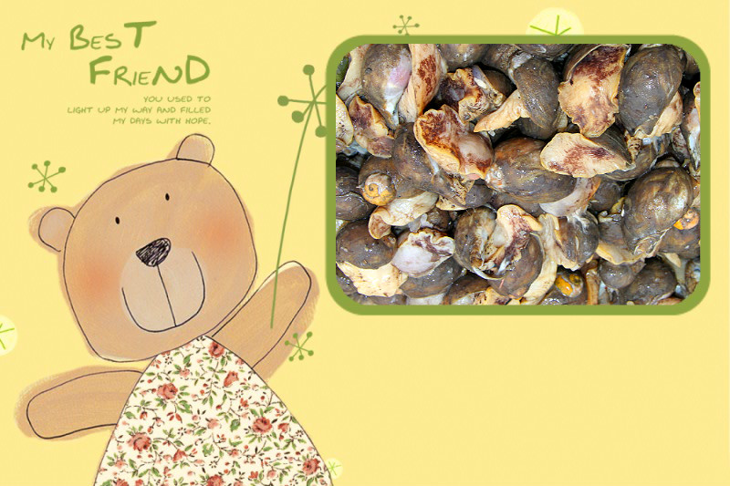 假鲍鱼真海鲜这么多年都误会了