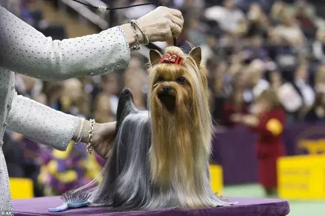 成年咖啡色约克夏,稀有色约克夏你开什么玩笑