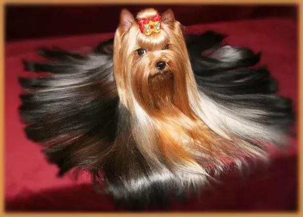 成年咖啡色约克夏,稀有色约克夏你开什么玩笑