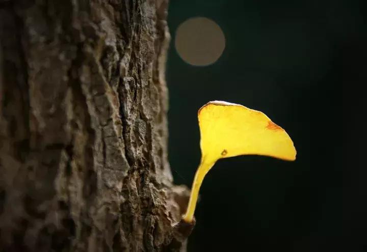 大叔评图,大叔自拍评价长相