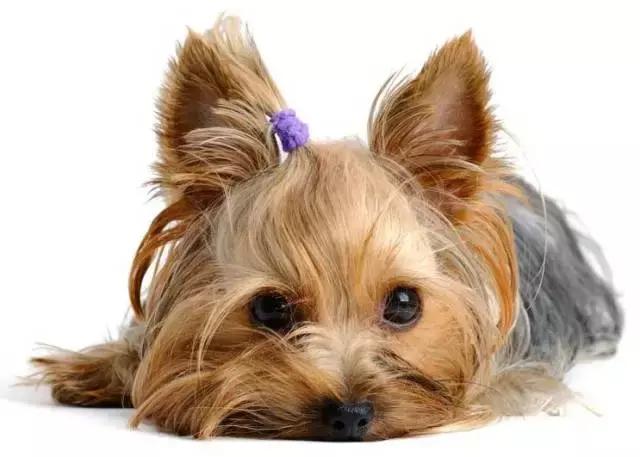 成年咖啡色约克夏,稀有色约克夏你开什么玩笑