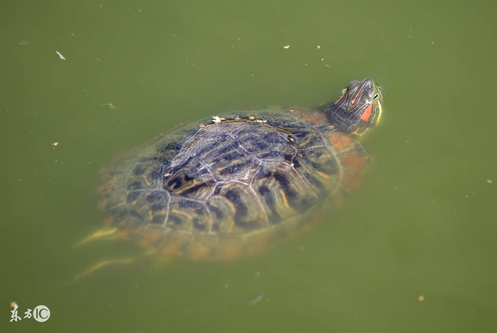 乌龟咬人痛不痛,乌龟臭不臭