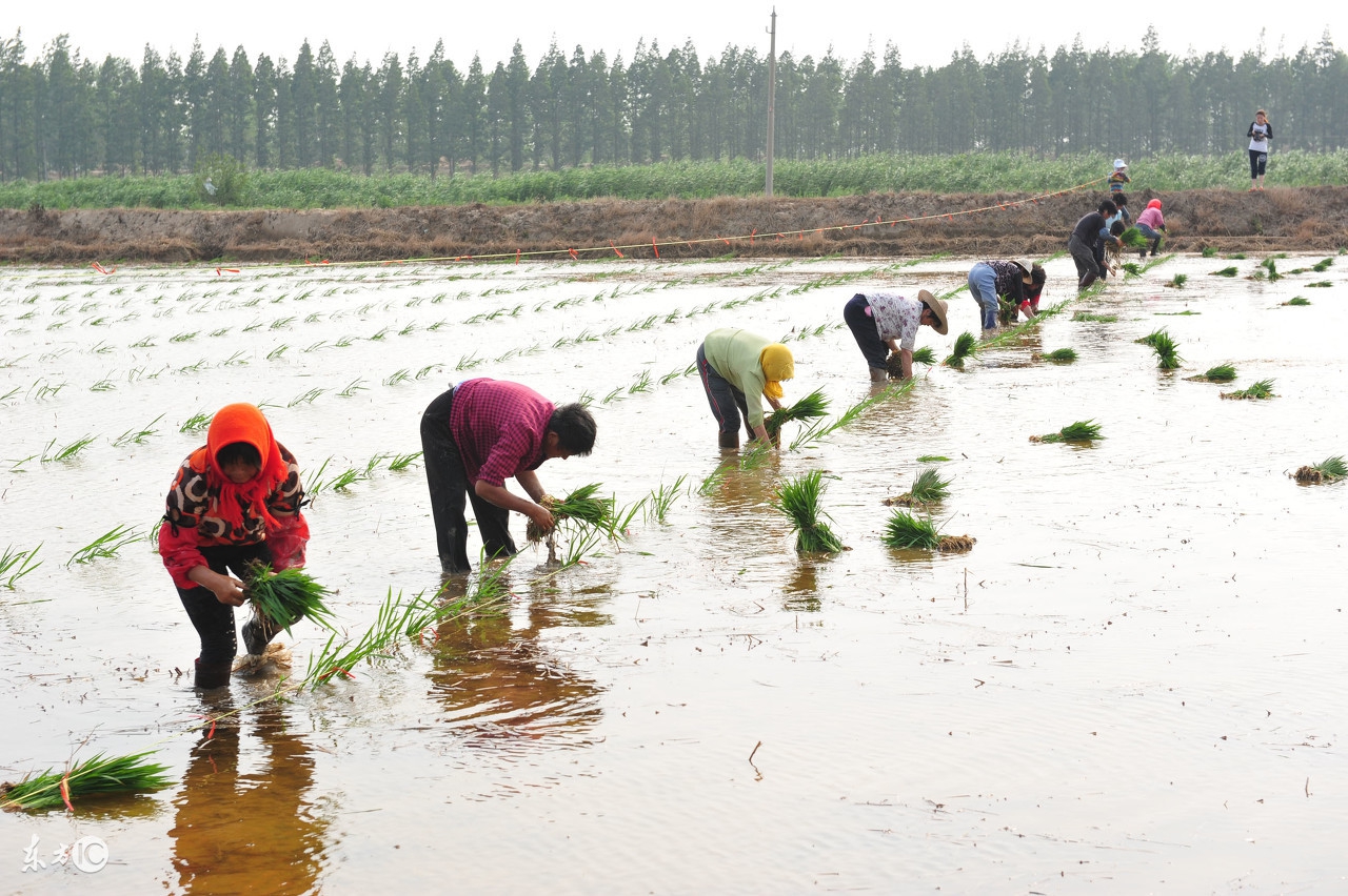 肥球的使用方法,玉米球肥的使用方法