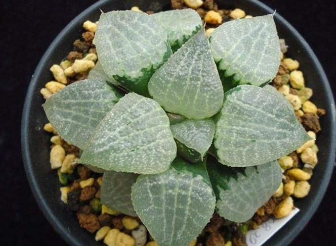 归纳了养花的10条养殖技巧,什么花适合大盒养殖