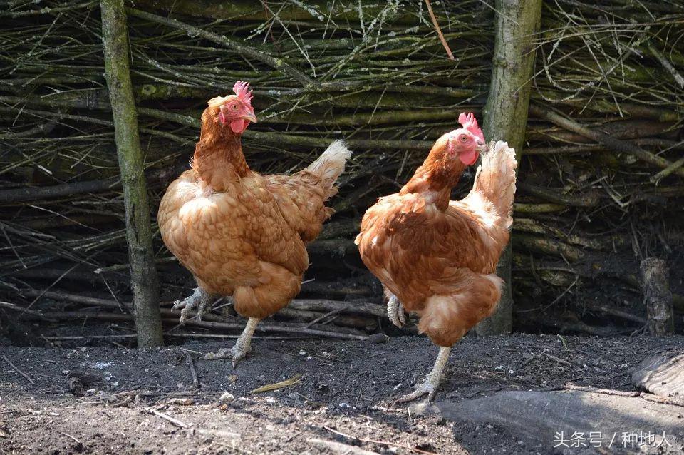 如何将晒干的鸡粪发酵成有机肥米,鸡粪怎样发酵成有机肥