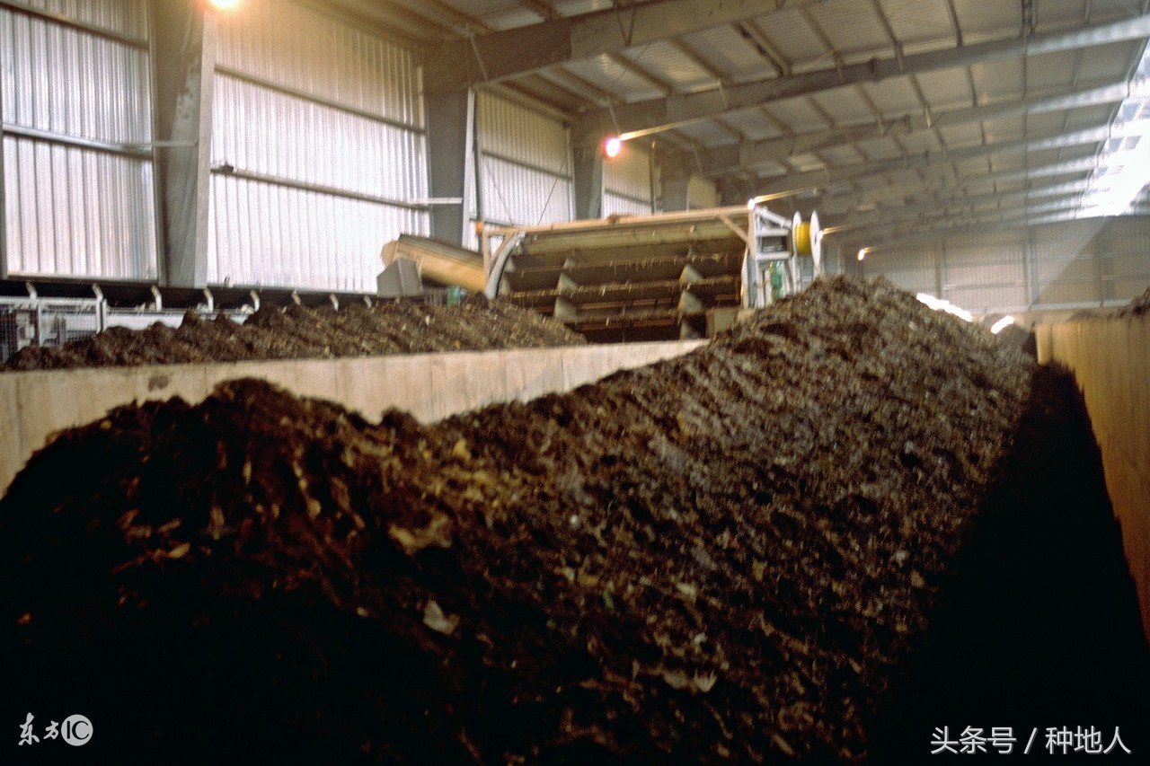 如何将晒干的鸡粪发酵成有机肥米,鸡粪怎样发酵成有机肥