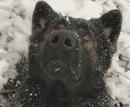 狗狗失恋的场景,狗狗失恋叫得真伤心