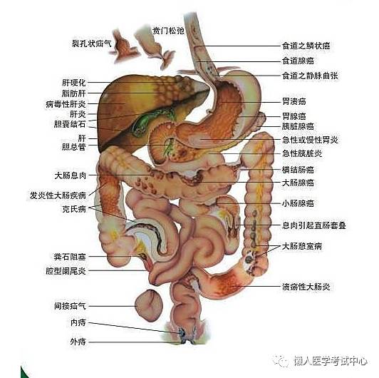 解剖学姿势顺口溜,解剖实验害怕怎么办