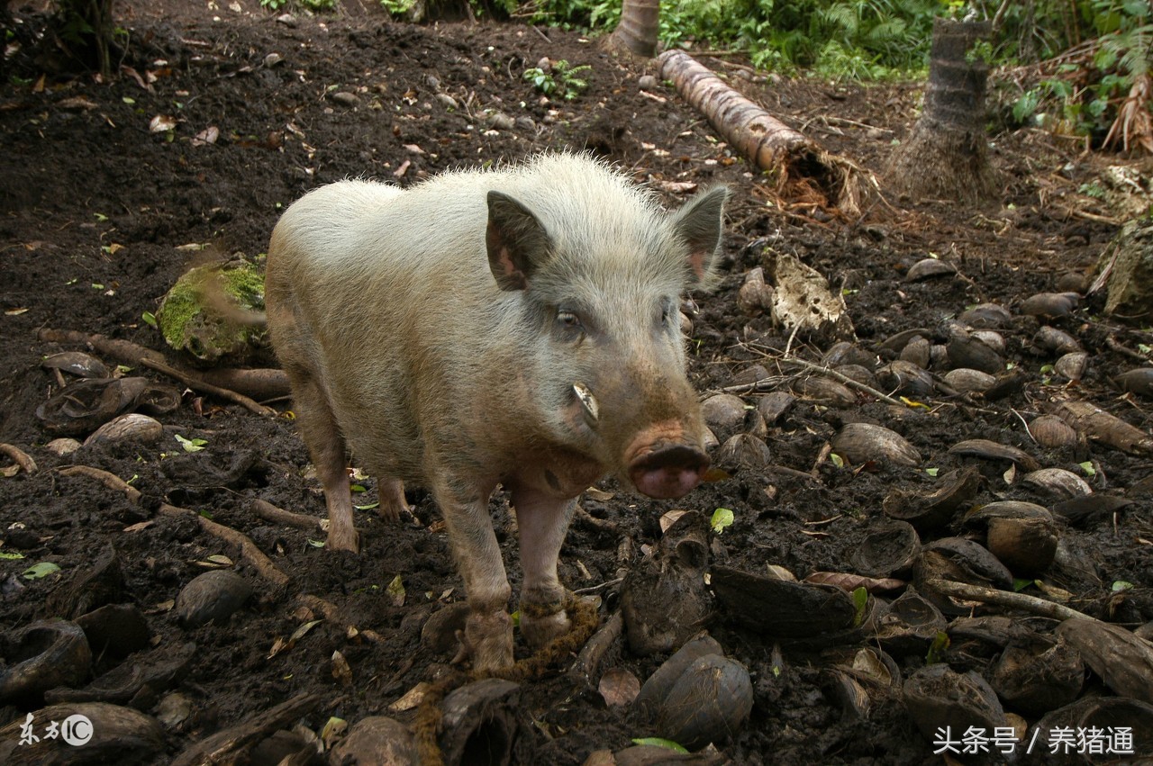 应激到底是什么？为什么现在的猪这么怕应激？