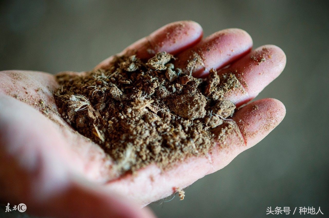 如何将晒干的鸡粪发酵成有机肥米,鸡粪怎样发酵成有机肥