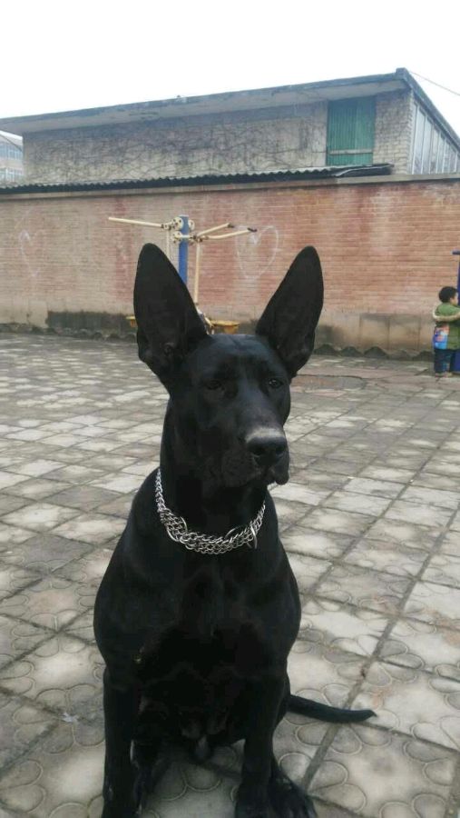 黑狼犬好训吗多大才能训练,训练黑狼犬的方法视频