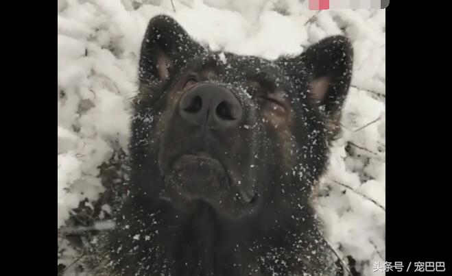 狗狗失恋的场景,狗狗失恋叫得真伤心