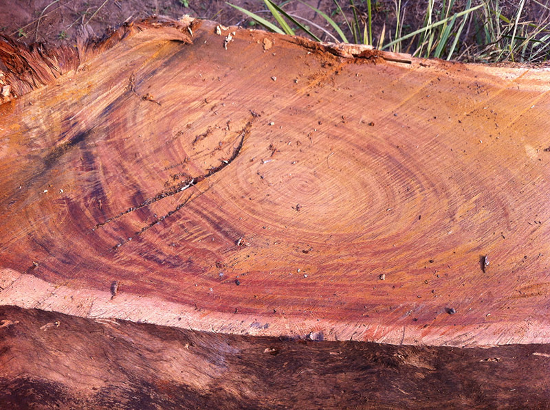 活着模仿片段,活着模仿秀第一回