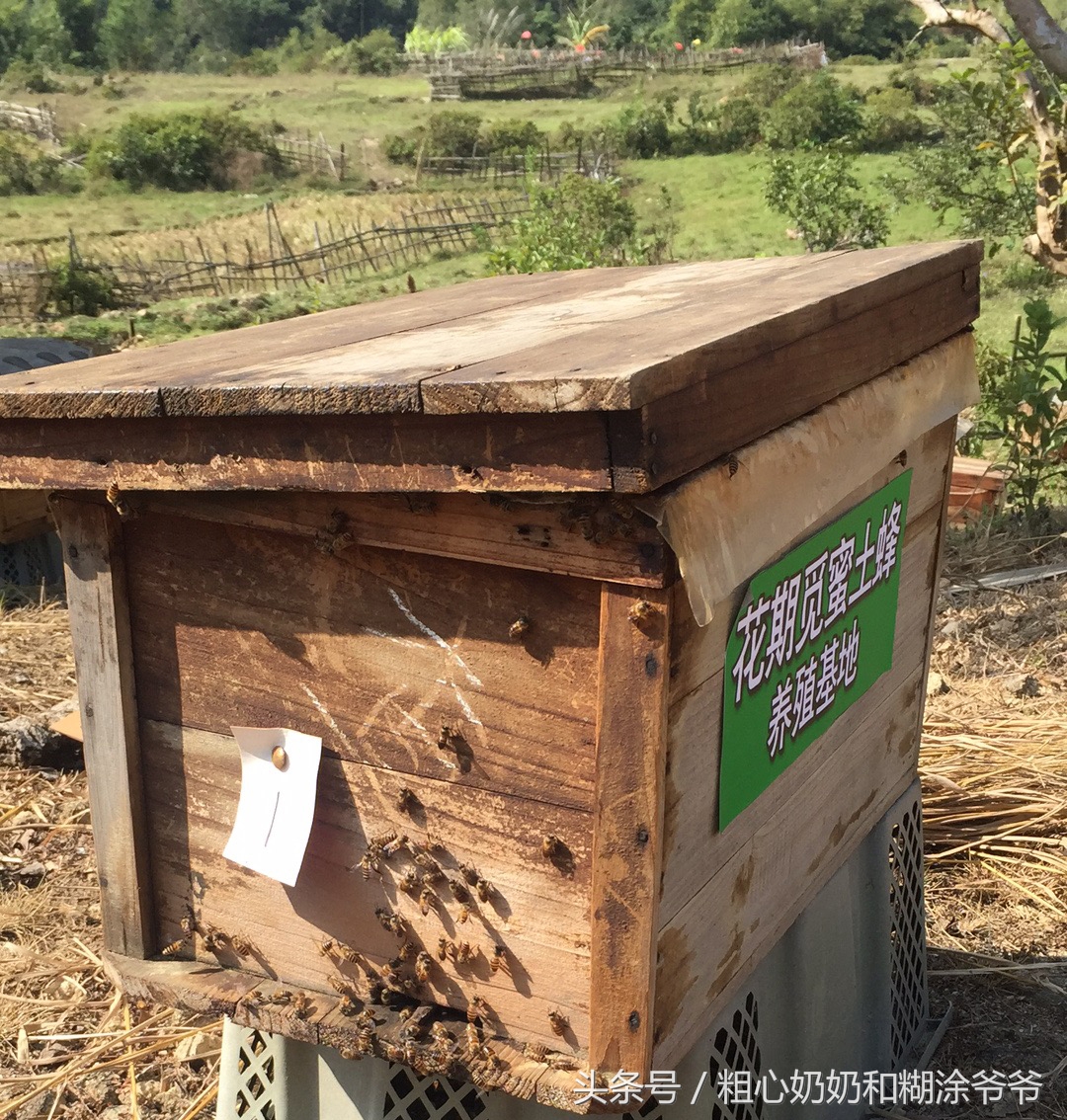 原生态土蜂鸭脚木冬蜜,土蜂鸭脚木冬蜜价格表