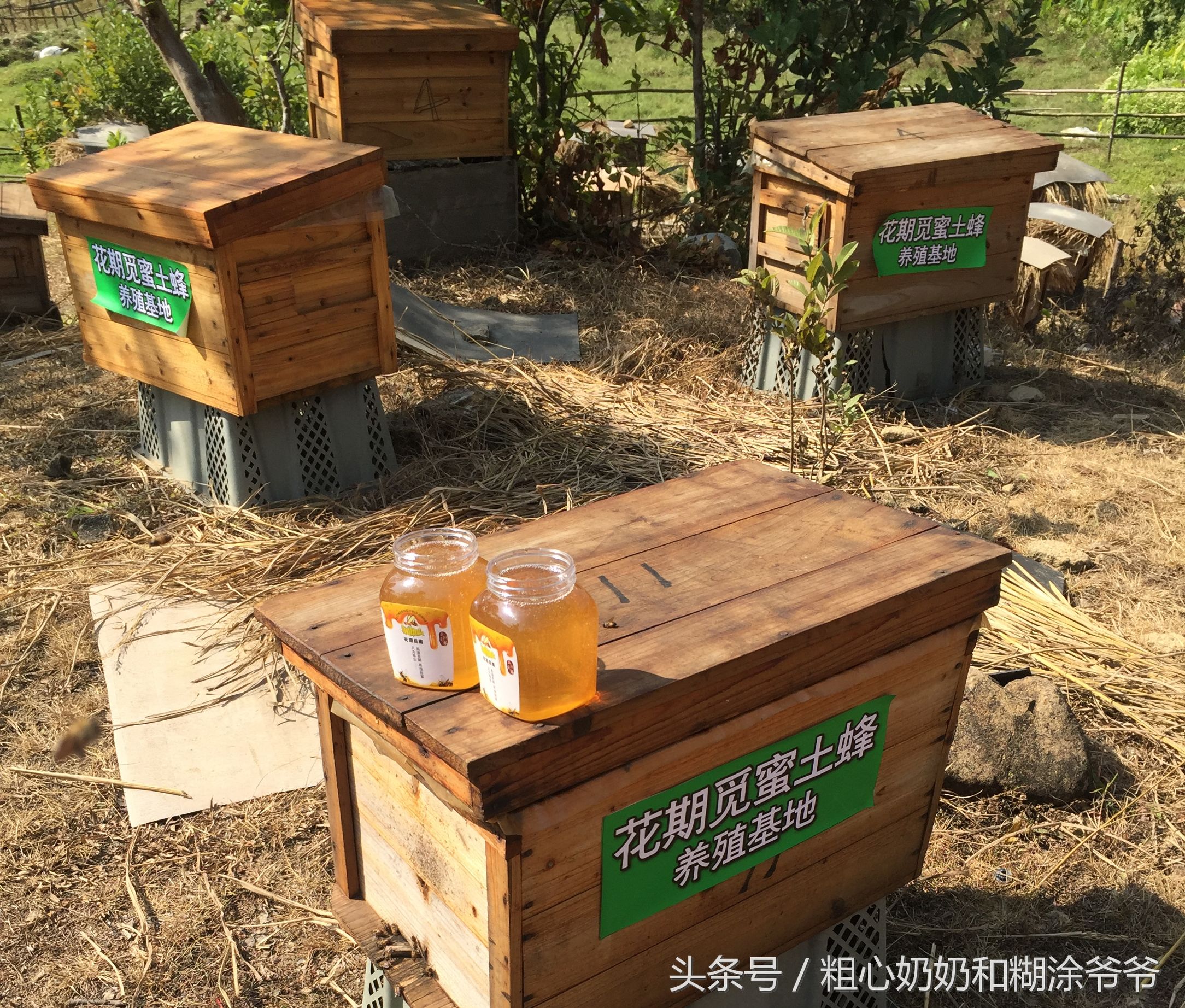 原生态土蜂鸭脚木冬蜜,土蜂鸭脚木冬蜜价格表