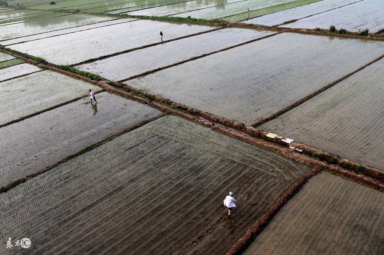 肥球的使用方法,玉米球肥的使用方法