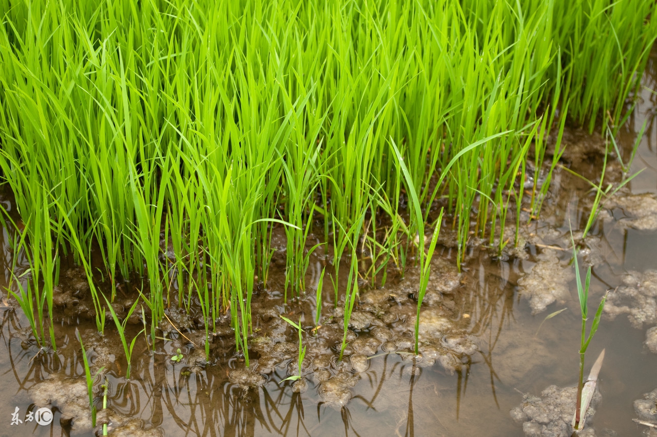 肥球的使用方法,玉米球肥的使用方法