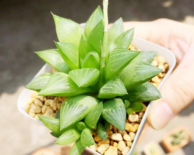 归纳了养花的10条养殖技巧,什么花适合大盒养殖