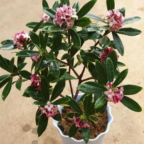 老公身上烟味大怎么去除,老公身上烟味很浓