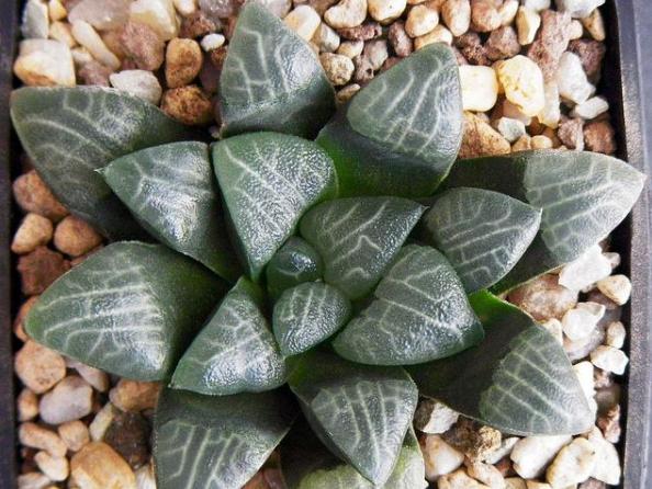 归纳了养花的10条养殖技巧,什么花适合大盒养殖