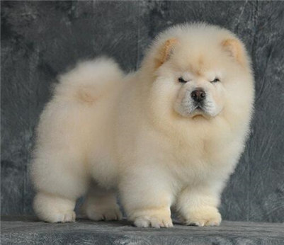 松狮狗多少钱,松狮犬大概多少钱一只幼犬图片