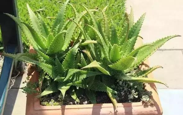 老公身上烟味大怎么去除,老公身上烟味很浓