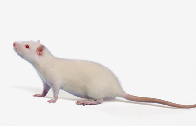 王老吉能延寿是真的吗,王老吉可以延长寿命吗