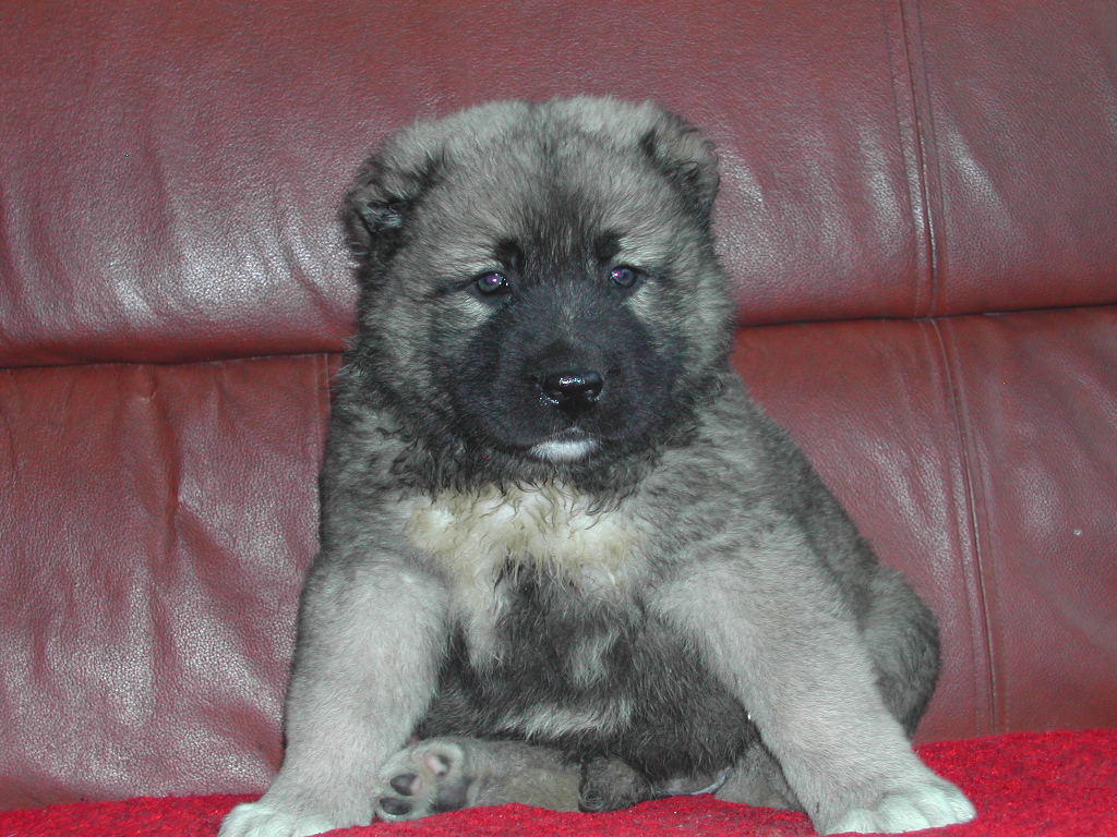 狗狗断尾可以直接把尾巴剪掉吗,为什么断尾会延长狗狗寿命