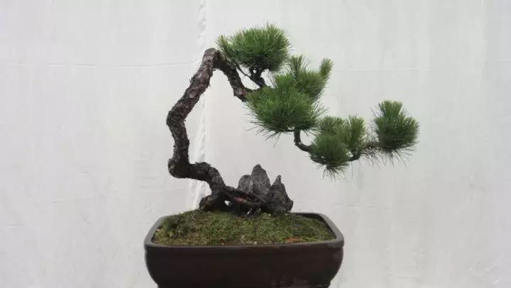 老公身上烟味大怎么去除,老公身上烟味很浓