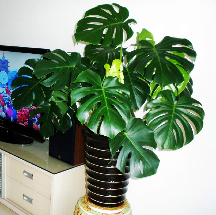 老公身上烟味大怎么去除,老公身上烟味很浓