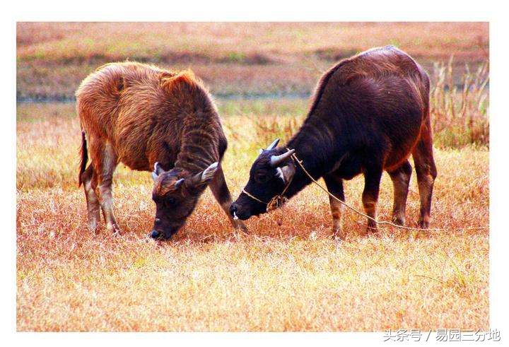 十二生肖生于亥时的解析,六十甲子属相论命之丑牛