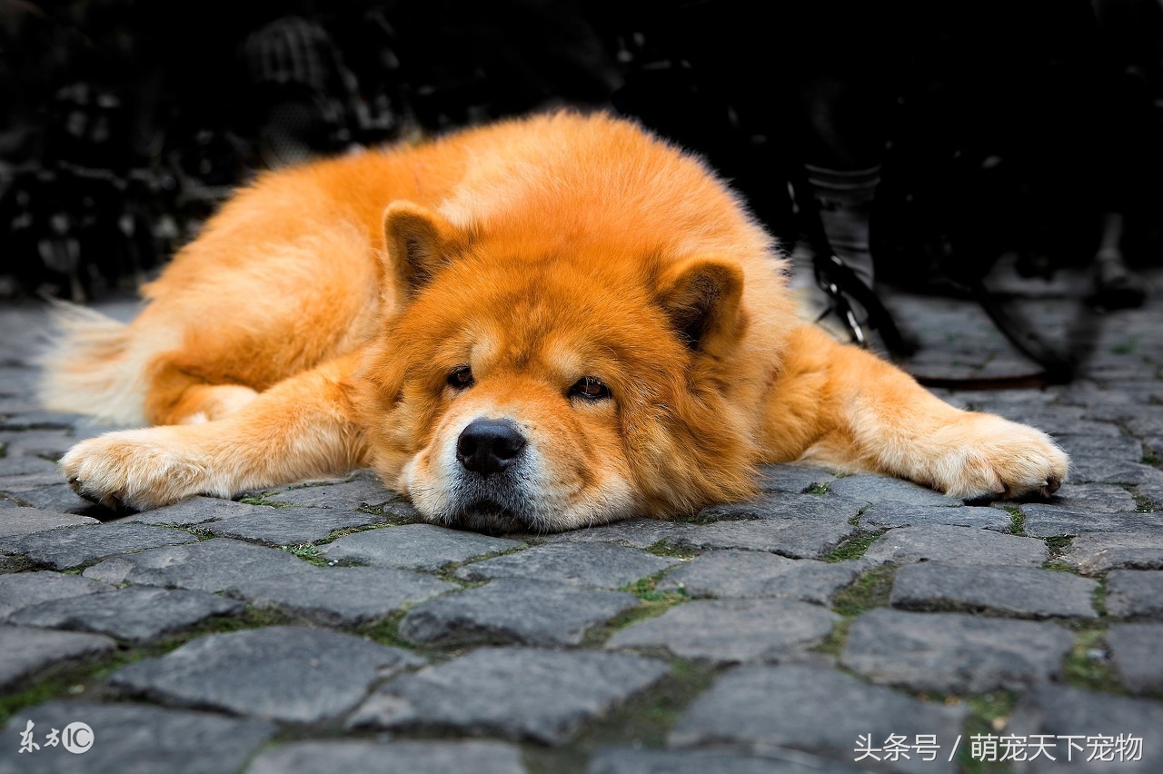 宠物急救视频,宠物狗急救怎么处理