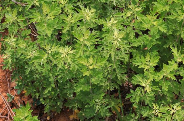 晚上睡前泡脚水里加什么可以除湿,冬天睡前热水泡脚