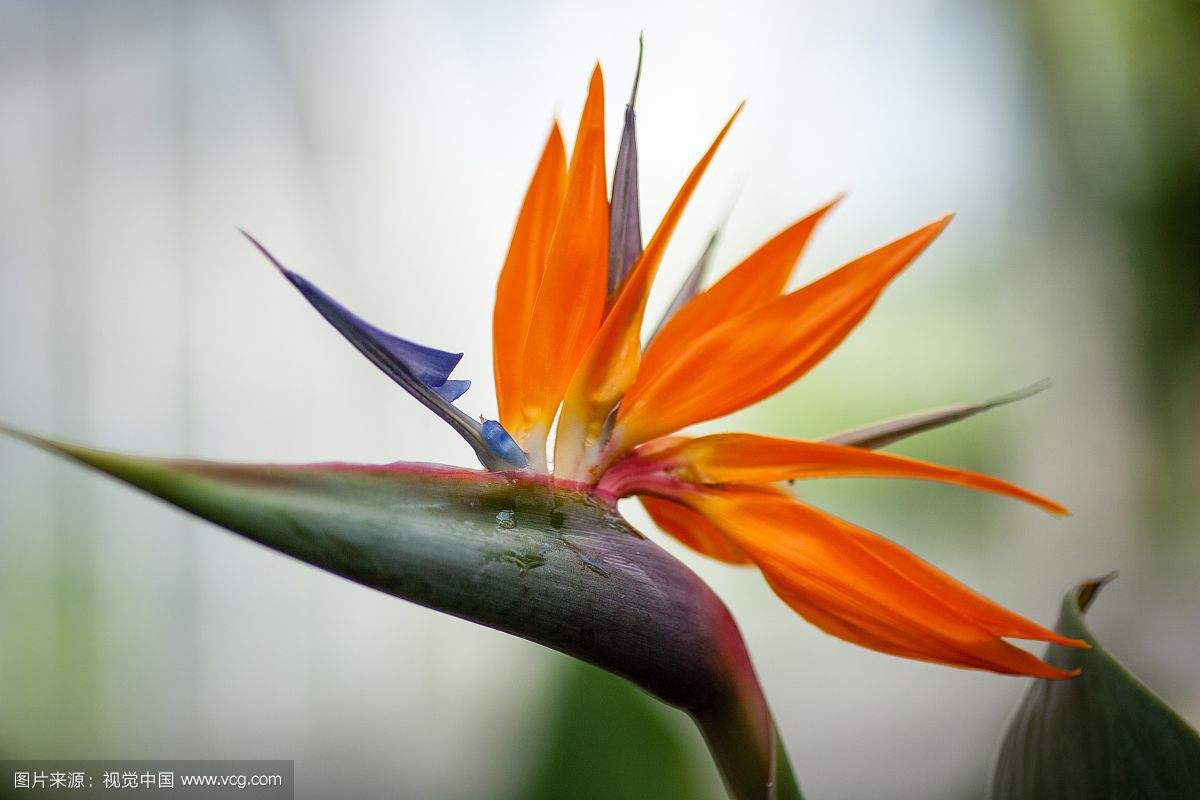 天堂鸟，很多人都以为它是不死鸟