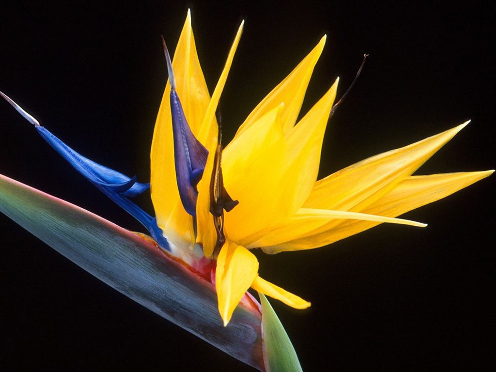 天堂鸟，很多人都以为它是不死鸟