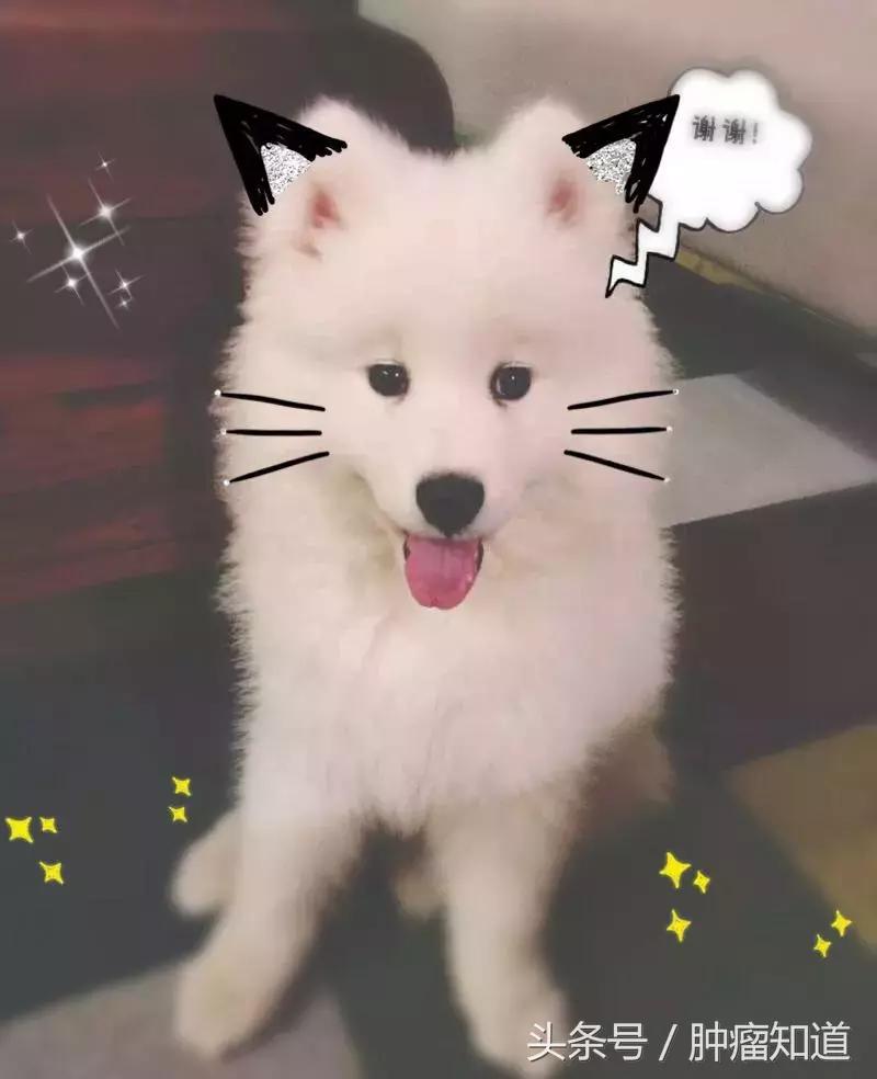 罗氏靶向药是化疗药吗,罗氏pdl能治愈肺癌吗