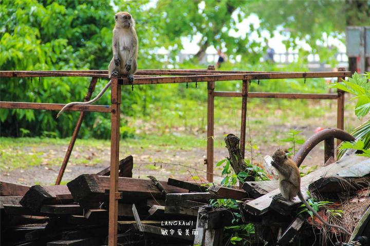 兰卡威环岛游玩攻略,兰卡威自驾环岛一圈多少时间