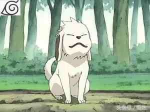 盘点全网十大网红狗狗,盘点电影中的十大狗狗明星