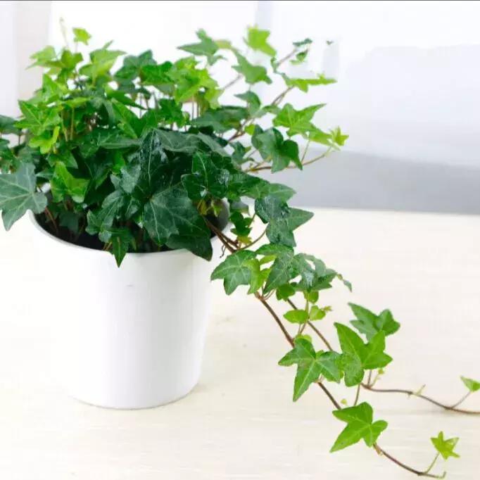 老公身上烟味大怎么去除,老公身上烟味很浓