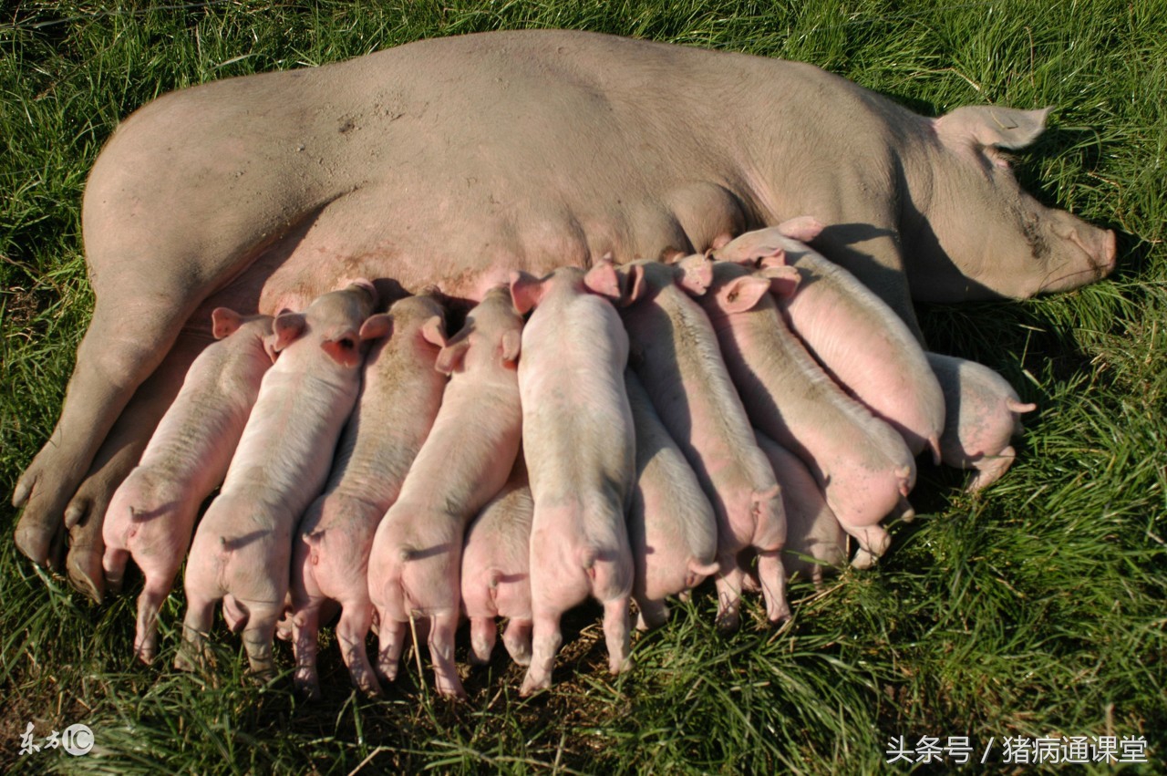 猪病专治,母猪猪病怎么治疗