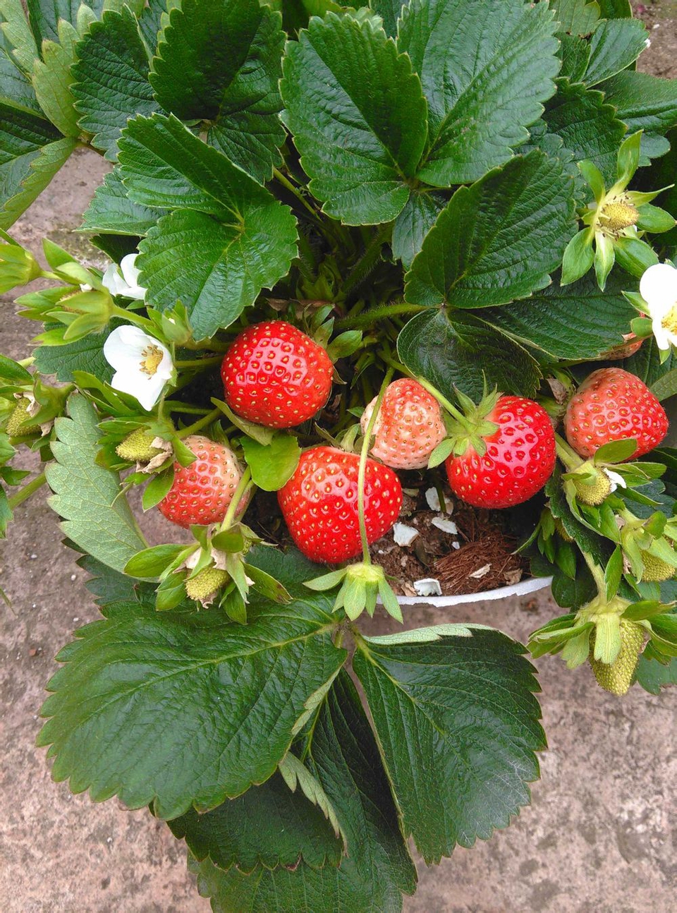 平民姐草莓,平民姐教你阳台种草莓