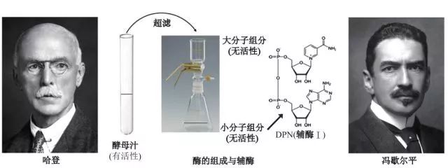 造酒，酿醋，拿诺奖：“下得了厨房上得了厅堂”的神奇酵母