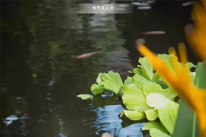 柬埔寨美食攻略大全,柬埔寨美食推荐