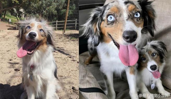 全盲卖不出去！牧羊犬对世界害怕，有了狗妹妹后找回最美笑容